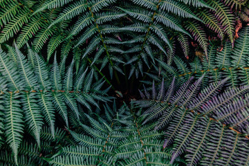 Fototapeta na wymiar Beautiful mysterious pattern created by ferns