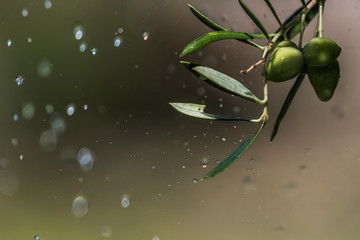 Drops of water around an olive branch