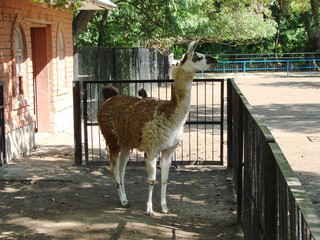 The proud African llama looks at the audience in anticipation of a food gift.