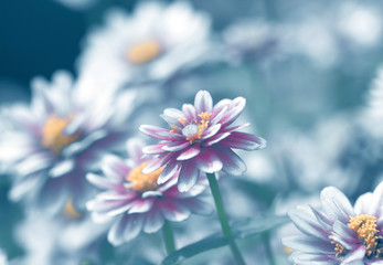 Fototapeta premium Beautiful floral spring abstract background of nature