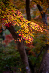 紅葉　秋イメージ