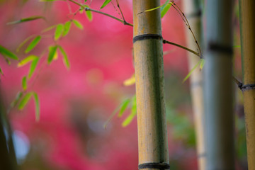 竹と紅葉　和風な秋イメージ