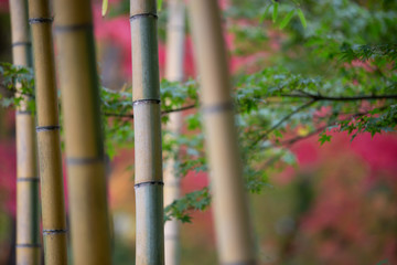 竹と紅葉　和風な秋イメージ