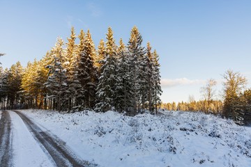 Beautiful view of winter scape. Country road in snow forest. Beautiful nature winter background.