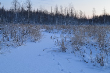 Snow white cover on a forest river in the tracks of wild animals at dawn in winter