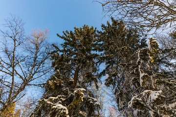 Gorgeous view of snow covered  trees top on blue sky background. Beautiful winter scape view.