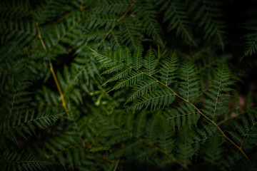 Ostrich fern