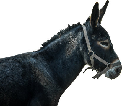 Mule Donkey, isolated on white background