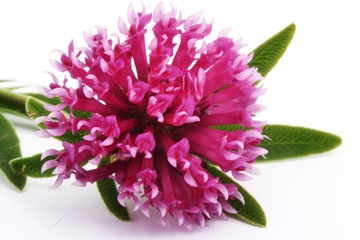 Trifolium alpestre (Owl-Head Clover, Purple-Globe Clover) isolated on white.