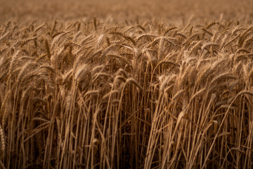 Field of wheat
