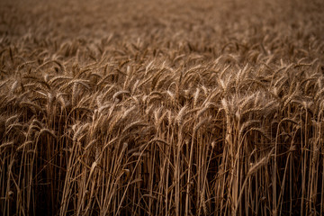 Field of wheat