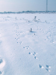 Animal footprint on a snow