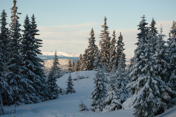 Fototapeta premium forest in winter