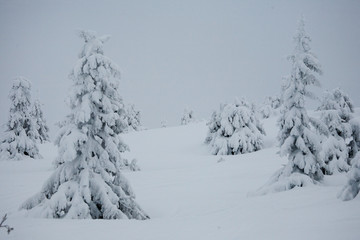 Fototapeta premium snow covered trees