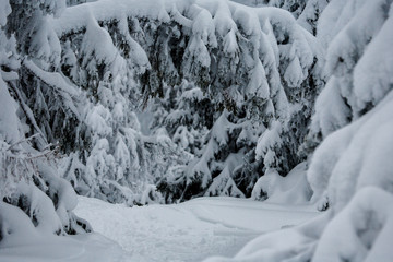snow covered trees in winter