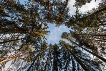 Fototapeta premium tree and blue sky