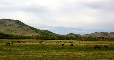 Fototapeta na wymiar horses, herd of horses