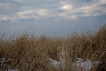 Fototapeta premium tall grass and blue sky