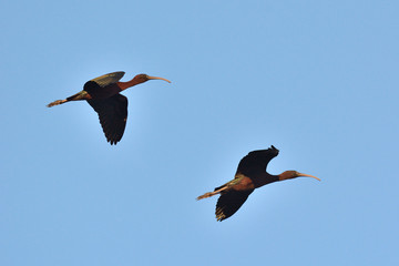 Glossy Ibis - Plegadis falcinellus, Crete