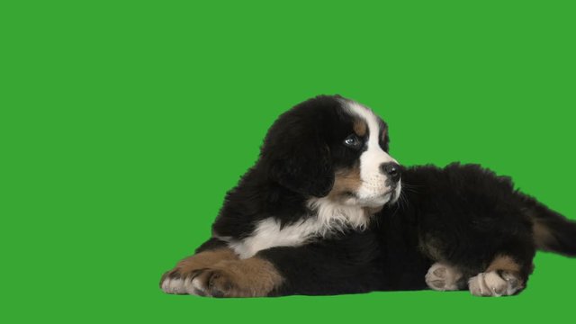 Bernese mountain dog puppy on a green background