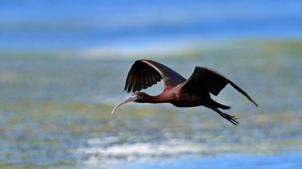 Glossy Ibis - Plegadis falcinellus, Crete