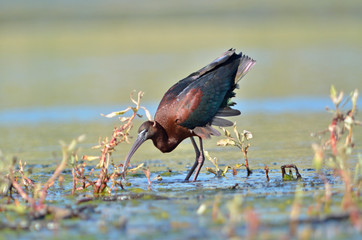 Glossy Ibis - Plegadis falcinellus, Crete