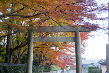 紅葉に包まれる鳥居