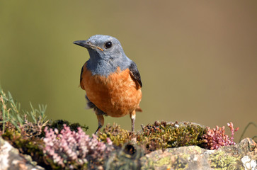 Fototapeta premium roquero rojo