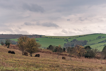 Konie na pastwiskach North Hill w Minehead  © Piotr