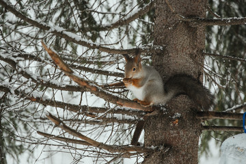  luxurious gray squirrel eats on a tree branch against the backdrop of a snowy forest in winter