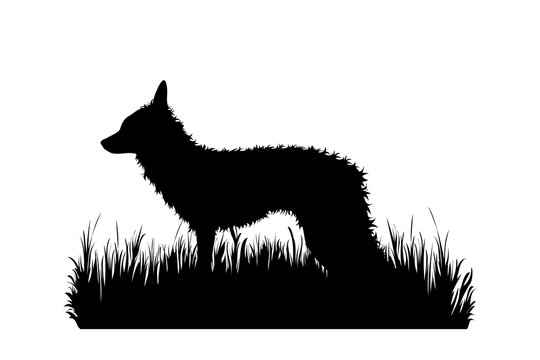 Vector silhouette of fox in the grass on white background. Symbol of animal, zoo, forest, safari, wild, nature, park, garden.