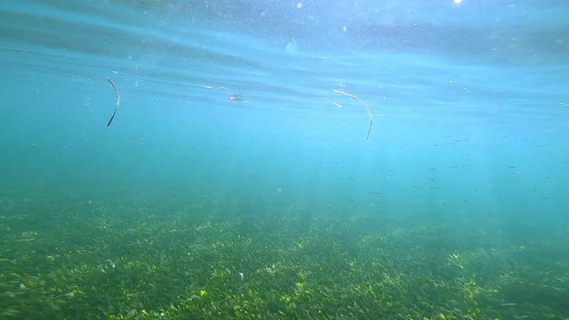 Party on the seabed with a fish swarm and the strobo light of the sun