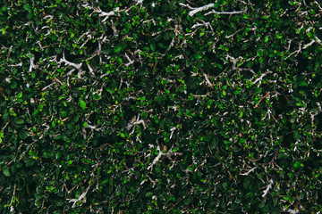 Top view of green grass bush in garden park. dark tone.