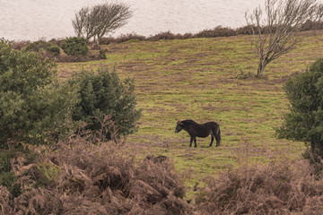 Fototapeta na wymiar Konie na pastwiskach North Hill w Minehead 