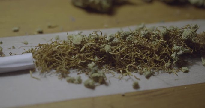Adding cannabis sativa to roll a marijuana cigarette - close up