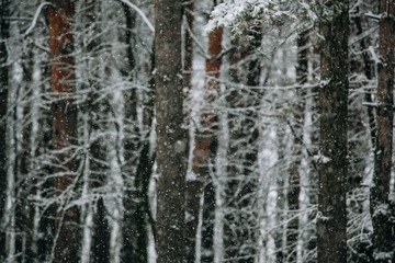 quiet empty coniferous forest park on a frosty cloudy afternoon, trees in white hoarfrost