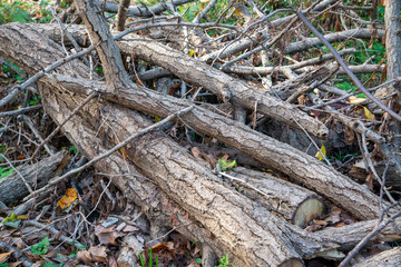 伐採された木材