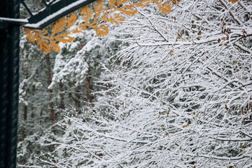 iron fence in a winter snowy forest park