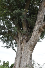 old oak tree