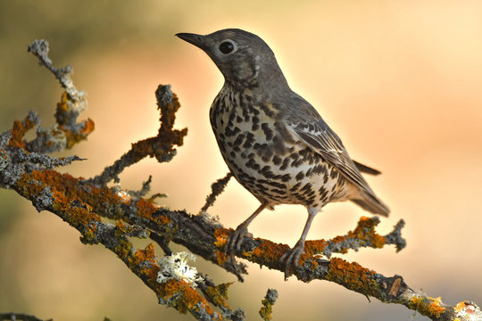 zorzal
