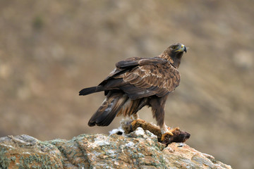 aguila real