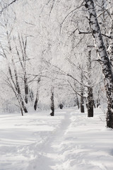  beautiful, snowy winter in the city, crystal clear fresh snow