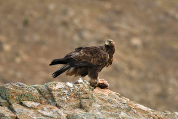aguila real