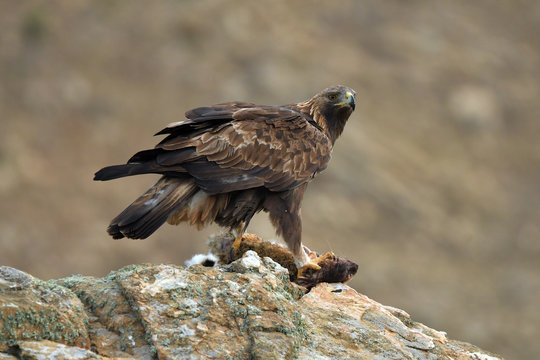 aguila real