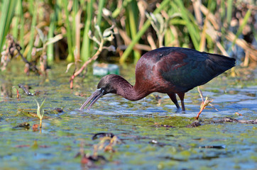 Glossy Ibis - Plegadis falcinellus, Crete