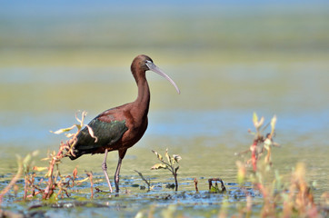 Glossy Ibis - Plegadis falcinellus, Crete