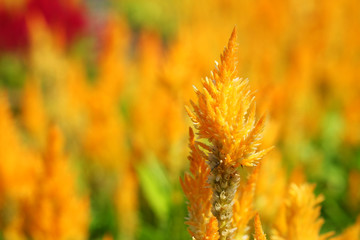 Plumed Celusia, Wool Flower or Celosia plumose (Sel-LOH-shee-uh ploom-MOH-suh) in garden with daylight background