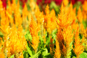 Plumed Celusia, Wool Flower or Celosia plumose (Sel-LOH-shee-uh ploom-MOH-suh) in garden with daylight background