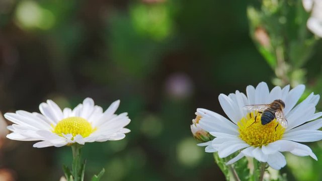 Gadfly harvesting pollen from  Camille flower. Macro shot. ProRes 10 Bit mov.