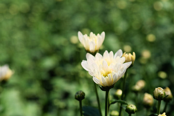 little white hardy chrysanthemums flower in garden 